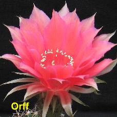 EP-H. Orff.4.1.jpg 